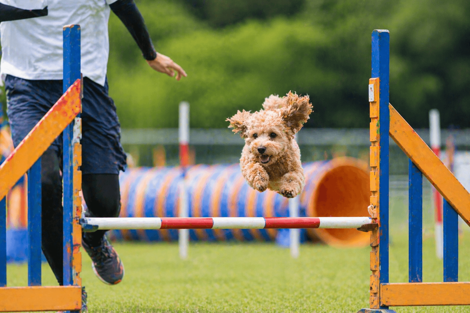 アジリティー競技の犬